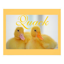 Duck Bird Animal Cute Chick Quack