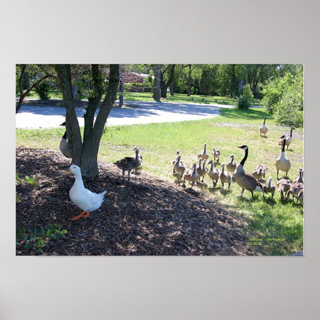 DUCK BLANC ET GEESE POSTER (Devant)