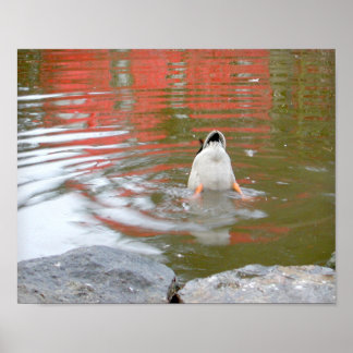 Duck Butt Poster