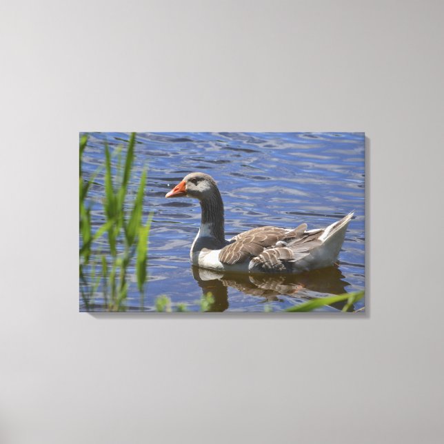 Duck Canvas Print (Front)