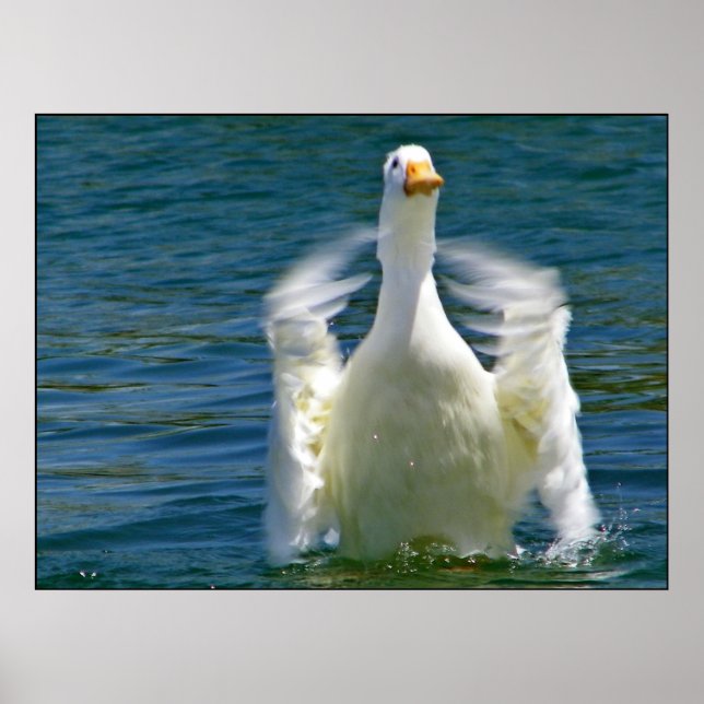 Duck clapping print (Front)