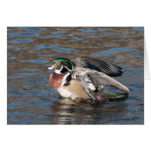 Duck de bois Drake