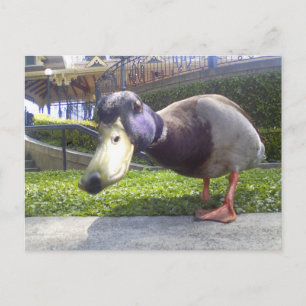 "Duck Encounter" Postcard