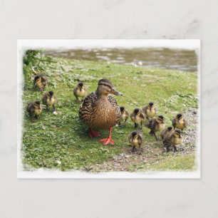 Duck Family Postcard