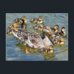 Duck Family Postcard<br><div class="desc">Sweet duck family with baby ducklings swimming along.</div>