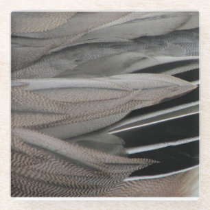Duck Feather Photo Modern Black Grey Nature Glass Coaster