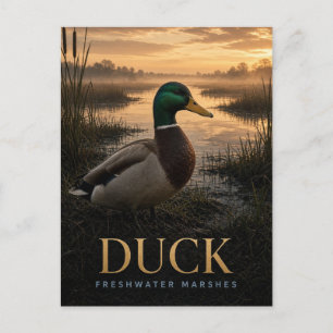 Duck Freshwater Marshes Wildlife ANIMAL Postcard