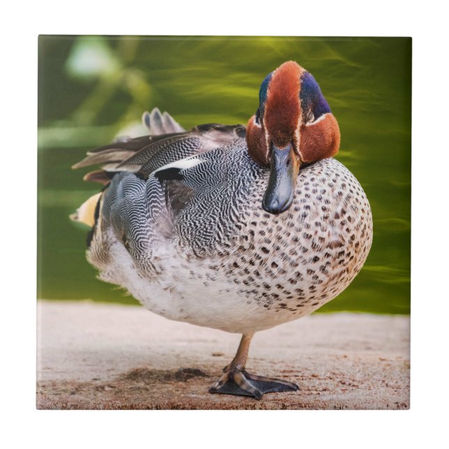 Duck Gets A Leg Up Tile (Front)