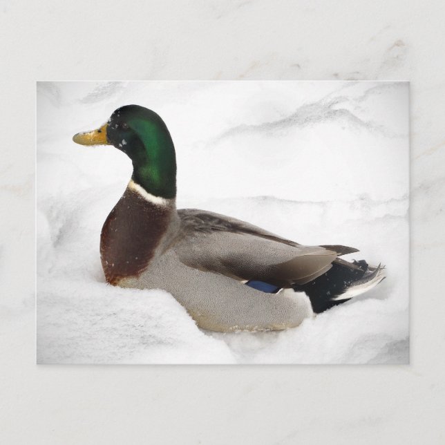 Duck in Snow Postcard (Front)