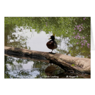 Duck Loafing
