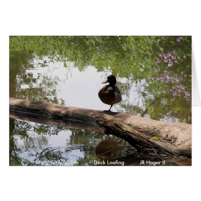 Duck Loafing (Front Horizontal)