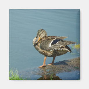 Duck Magnet