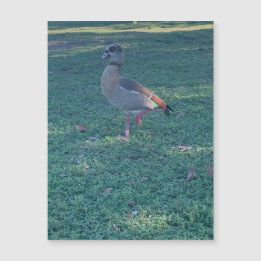 Duck Magnet