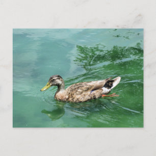 Duck Nature & Wildlife Photography Postcard