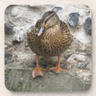 Duck on a Wall Cork Coaster