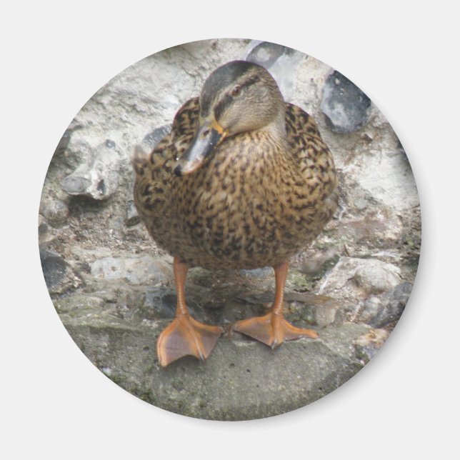 Duck on a Wall Magnet (Front)