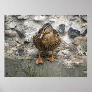 Duck on a Wall Poster