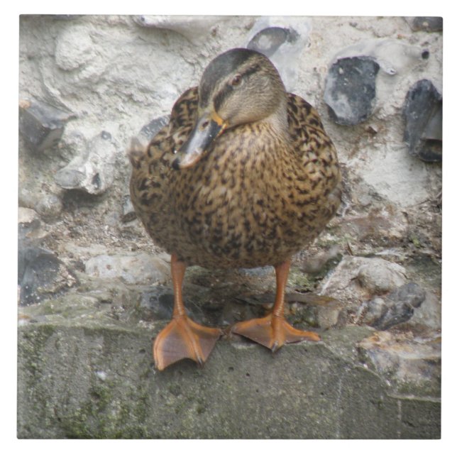 Duck on a Wall Tile (Front)