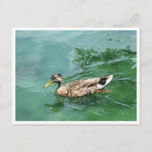 Duck on Lake Wildlife Photography Postcard