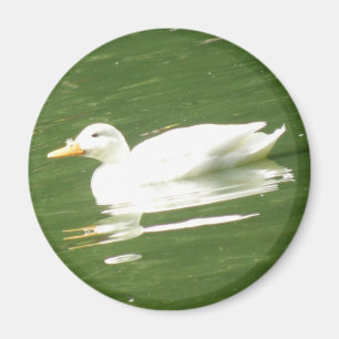 Duck on the water Magnet