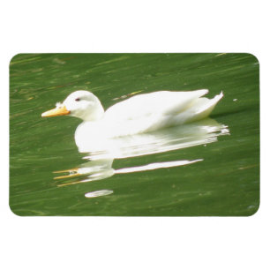Duck on the Water Premium Magnet