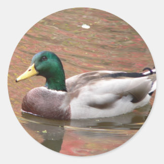 Duck or Decoy Classic Round Sticker