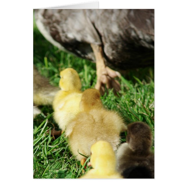 Duck Parade (Front)
