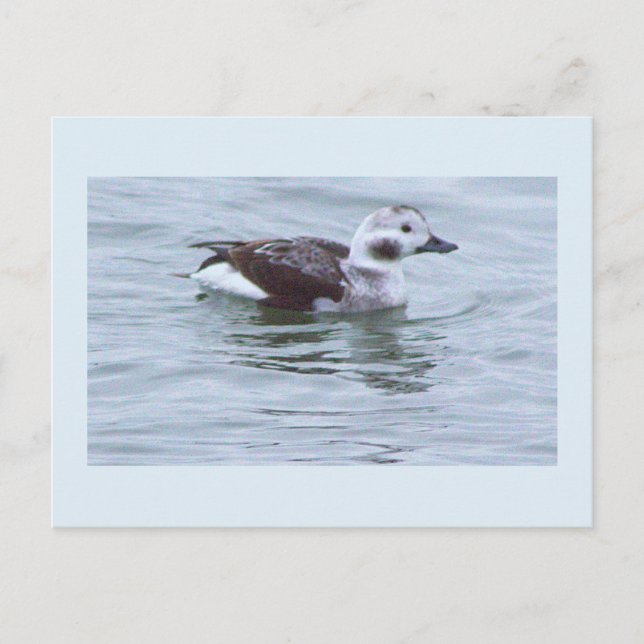 Duck Photo Postcard (Front)