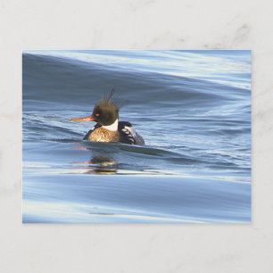 Duck Photo Postcard