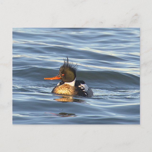 Duck Photo Postcard (Front)