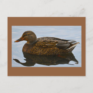Duck Photo Postcard