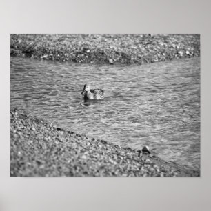Duck Photo Poster