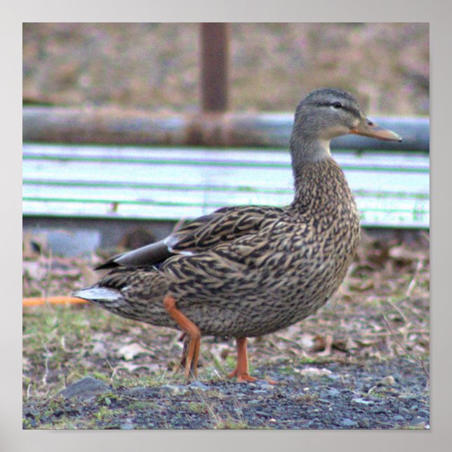 Duck Photo Poster (Front)