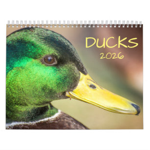 Duck Photography 2026 Calendar