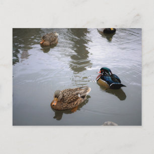 Duck Pond Postcard