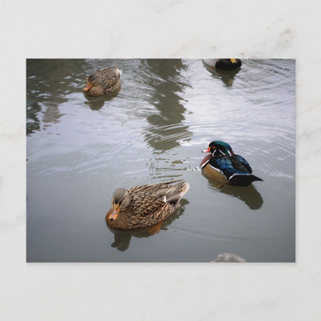 Duck Pond Postcard (Front)