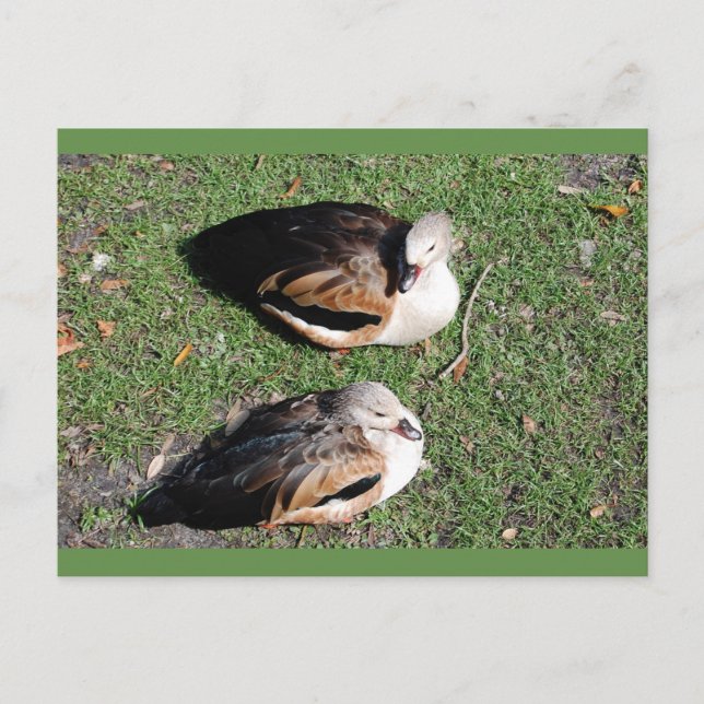 Duck post cards (Front)