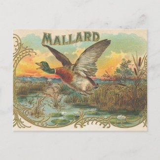 Duck Postcard