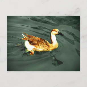 Duck Postcard