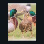 Duck Postcard<br><div class="desc">Mallard ducks</div>