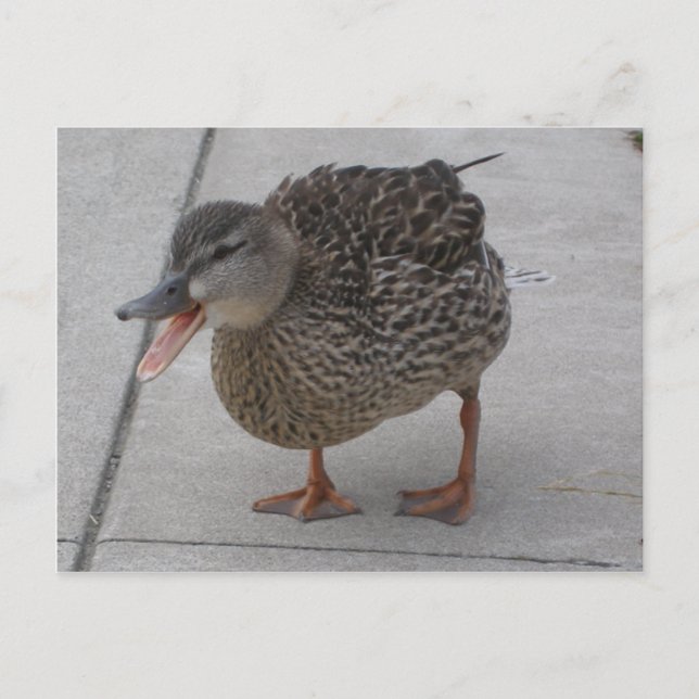 Duck postcard (Front)