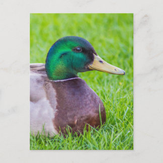 Duck Postcard