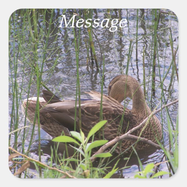 Duck Preening in the Reeds Square Sticker (Front)