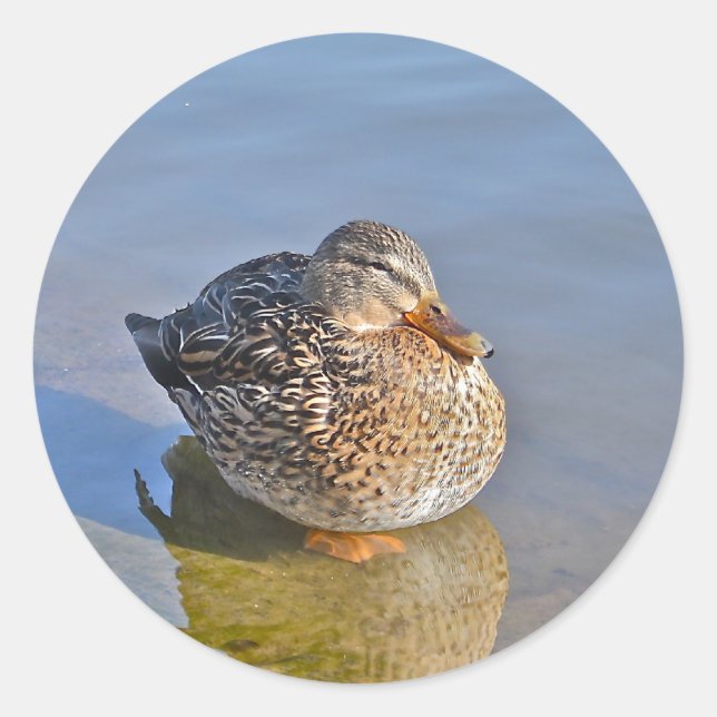 Duck Resting Sticker (Front)