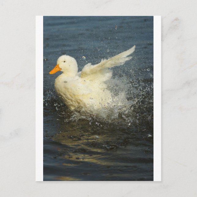 Duck Splash Postcard (Front)