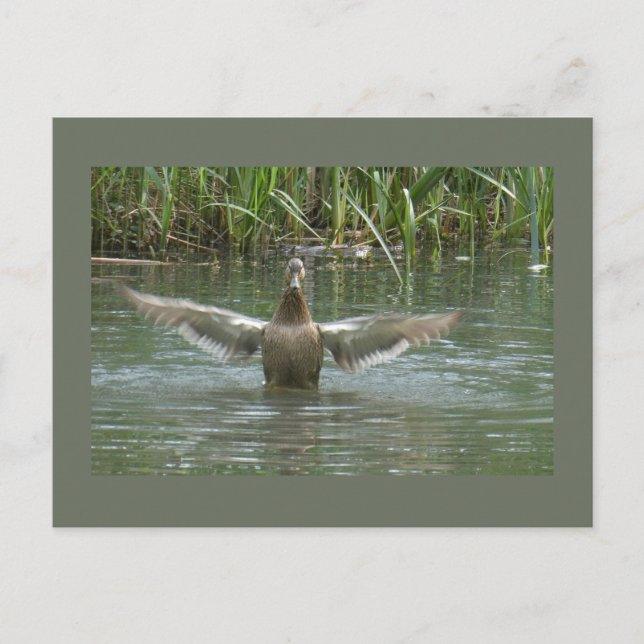 Duck Spreading Wings DIY Postcard (Front)