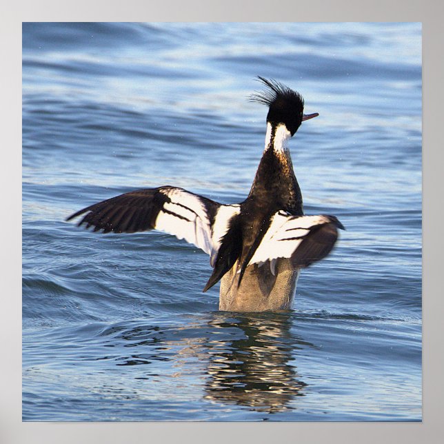 Duck Spreading Wings Poster (Front)
