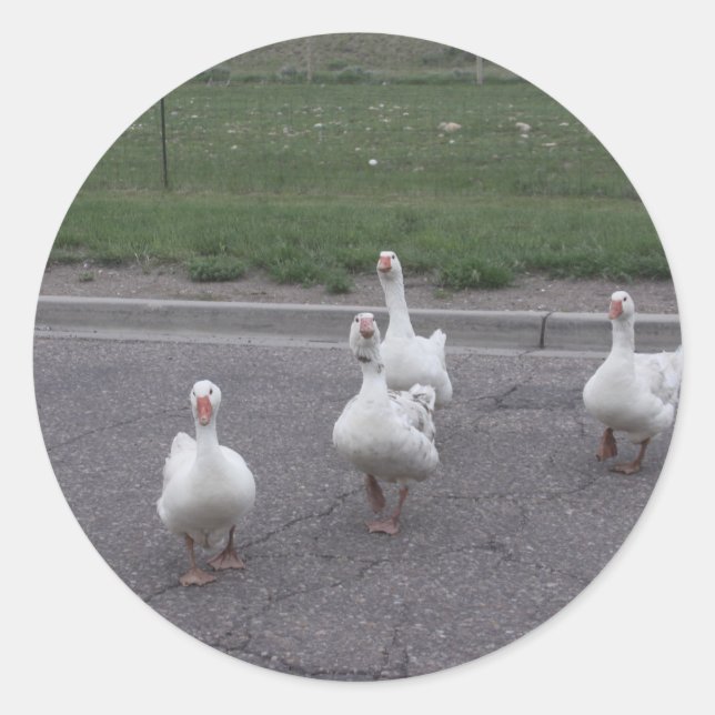 Duck Stickers (Front)