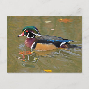 DUCK SWIMMING IN LAKE. BEAUTIFUL WOOD DUCK GIFT POSTCARD