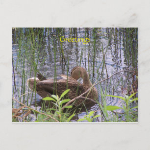 Duck swimming on a pond postcard